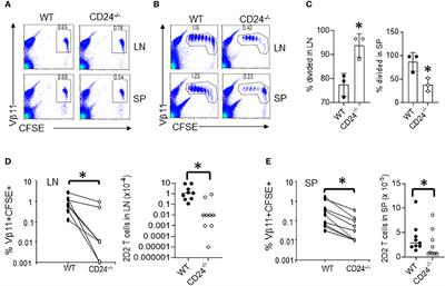 Dendritic cell expression of CD24 contributes to optimal priming of T lymphocytes in lymph nodes